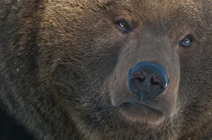 European brown bear (Ursus arctos) head portrait, captive, occurs in Eurasia European brown bear (Ursus arctos) head portrait, captive, occurs in Eurasia