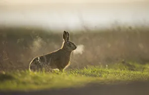 European brown hare (Lepus europaeus) adult male, his breath backlit, takes a break European brown hare (Lepus europaeus) adult male, his breath backlit, takes a break