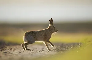 European brown hare (Lepus europaeus) adult male, running, pursuing a female, Elmley Marshes European brown hare (Lepus europaeus) adult male, running, pursuing a female, Elmley Marshes