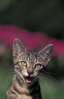 European brown tabby kitten, vocalising, Italy European brown tabby kitten, vocalising, Italy