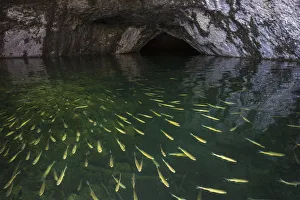 European Chubb (Squalius / Leuciscus cephalus) in cave, Plitvice Lakes National Park European Chubb (Squalius / Leuciscus cephalus) in cave, Plitvice Lakes National Park