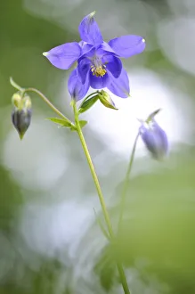 European columbine, (Aquilegia vulgaris) in flower European columbine, (Aquilegia vulgaris) in flower