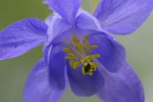 European columbine (Aquilegia vulgaris) flower, Pal, Andorra, June 2009 European columbine (Aquilegia vulgaris) flower, Pal, Andorra, June 2009