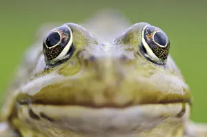 European edible frog (Rana Esculenta) close-up, Prypiat area, Belarus, June 2009 European edible frog (Rana Esculenta) close-up, Prypiat area, Belarus, June 2009