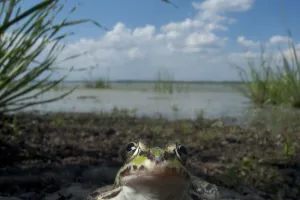 European edible frog (Rana esculenta) by Lake Belau, June European edible frog (Rana esculenta) by Lake Belau, June