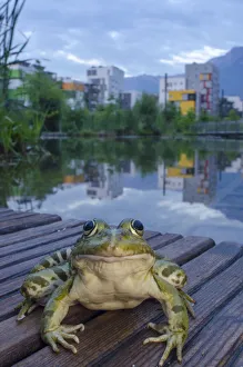 European edible frog (Rana esculenta) in urban park, next to pond with buildings in distance European edible frog (Rana esculenta) in urban park, next to pond with buildings in distance