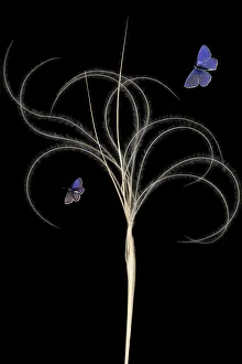 European feather grass (Stipa pennata) with Escher?s blue butterfly (Polyommatus escheri) European feather grass (Stipa pennata) with Escher?s blue butterfly (Polyommatus escheri)