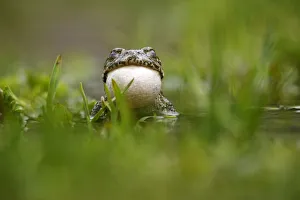 European green toad (Bufo viridis) calling, vocal sac inflated, with eyes closed European green toad (Bufo viridis) calling, vocal sac inflated, with eyes closed