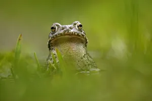 European green toad (Bufo viridis) portrait, in a pond (at 2, 711m) Adylsu valley European green toad (Bufo viridis) portrait, in a pond (at 2, 711m) Adylsu valley