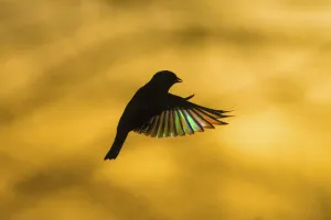 European Greenfinch (Chloris chloris) flying at dawn European Greenfinch (Chloris chloris) flying at dawn