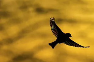 European Greenfinch (Chloris chloris) flying at dawn European Greenfinch (Chloris chloris) flying at dawn