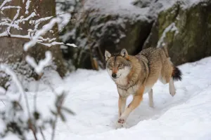 European grey wolf (Canis lupus) running in snow captive. Bayerischerwald National Park European grey wolf (Canis lupus) running in snow captive. Bayerischerwald National Park