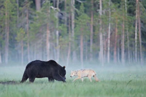 Images Dated 12th July 2009: European grey wolf (Canis lupus) interacting with a European brown bear (Ursus arctos) Kuhmo