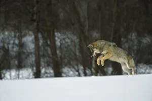 European Grey Wolf {Canislupus} hunting rodents in snow, Toropets, Russia European Grey Wolf {Canislupus} hunting rodents in snow, Toropets, Russia