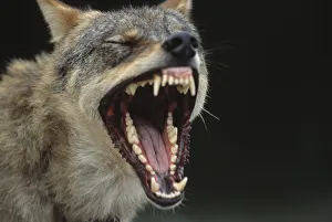 European Grey Wolf male yawning {Canis lupus} captive, Transsylvania, Romania European Grey Wolf male yawning {Canis lupus} captive, Transsylvania, Romania