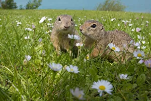 European ground squirrels / Sousliks (Spermophilus citellus) in grass with daisies European ground squirrels / Sousliks (Spermophilus citellus) in grass with daisies