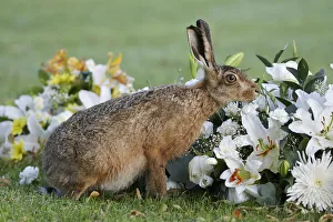 European hare (Lepus europaeus), smelling flowers in a graveyard, Landican Cemetery European hare (Lepus europaeus), smelling flowers in a graveyard, Landican Cemetery