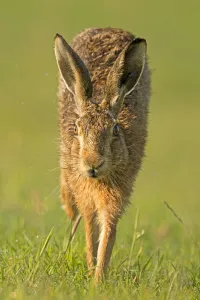 European Hare (Lepus europaeus) running. Wales, UK, July European Hare (Lepus europaeus) running. Wales, UK, July