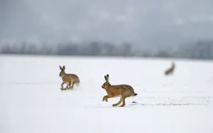 European hares (Lepus europaeus) running on snow covered arable field, Norfolk, England European hares (Lepus europaeus) running on snow covered arable field, Norfolk, England