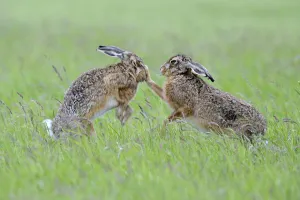 European Hares (Lepus europaeus) boxing, female on right European Hares (Lepus europaeus) boxing, female on right