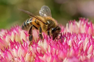 European honey bee (Apis mellifera) feeding on ice plant flowers (Sedum spectabile) European honey bee (Apis mellifera) feeding on ice plant flowers (Sedum spectabile)