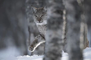 Animal Feet Collection: European lynx (Lynx lynx) adult female walking through snow behind tree in winter birch forest