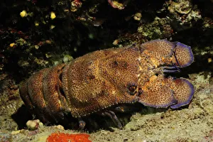European paddle nosed / Spanish lobster (Scyllarides latus) Malta, Mediteranean, May 2009 European paddle nosed / Spanish lobster (Scyllarides latus) Malta, Mediteranean, May 2009
