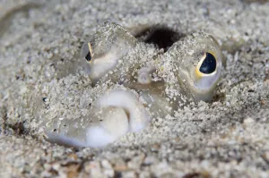 European plaice (Pleuronectes platessa) in sand on seabed, Moere coastline, Norway European plaice (Pleuronectes platessa) in sand on seabed, Moere coastline, Norway
