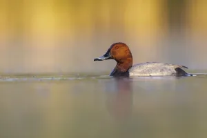 European pochard (Aythya ferina) drake male on a misty morning, Valkenhorst Nature Reserve European pochard (Aythya ferina) drake male on a misty morning, Valkenhorst Nature Reserve