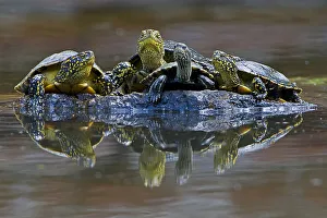 Three European pond turtles (Emys orbicularis) and a Balkan terrapin (Mauremys rivulata) Three European pond turtles (Emys orbicularis) and a Balkan terrapin (Mauremys rivulata)