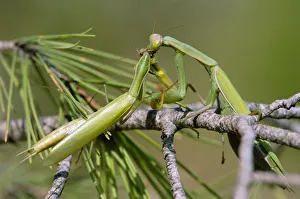 European praying mantis female eats male after mating European praying mantis female eats male after mating