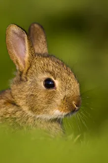 European rabbit (Oryctolagus cuniculus) in the last rays of evening light, Norfolk European rabbit (Oryctolagus cuniculus) in the last rays of evening light, Norfolk