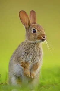 European rabbit (Oryctolagus cuniculus) young rabbit stands alert in grass, Norfolk, UK European rabbit (Oryctolagus cuniculus) young rabbit stands alert in grass, Norfolk, UK