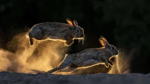 European rabbits (Oryctolagus cuniculus) fighting each other, Kiskunsag National Park European rabbits (Oryctolagus cuniculus) fighting each other, Kiskunsag National Park