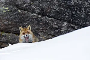 European red fox (Vulpes vulpes crucigera) in deep snow in front of steep rocks European red fox (Vulpes vulpes crucigera) in deep snow in front of steep rocks
