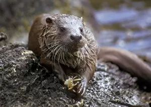 Images Dated 1st November 2004: European river otter juvenile male eating crab, Shetland Isles, UK