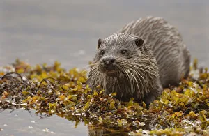 European river otter (Lutra lutra) adult on a seaweed covered rock, Isle of Mull European river otter (Lutra lutra) adult on a seaweed covered rock, Isle of Mull