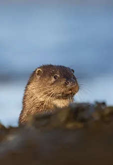 European river otter (Lutra lutra) resting amongst the seaweed, Isle of Mull, Inner Hebrides European river otter (Lutra lutra) resting amongst the seaweed, Isle of Mull, Inner Hebrides