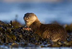 European river otter (Lutra lutra) eating fish, resting on seaweed, Isle of Mull European river otter (Lutra lutra) eating fish, resting on seaweed, Isle of Mull