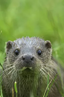 European river otter {Lutra lutra} face portrait, captive, UK European river otter {Lutra lutra} face portrait, captive, UK