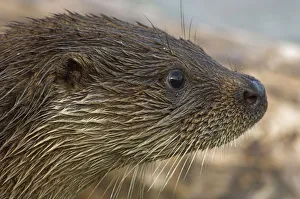 European river otter {Lutra lutra} head profile, captive, UK European river otter {Lutra lutra} head profile, captive, UK