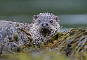 European river otter {Lutra lutra} among seaweed, Isle of Mull, Inner Hebrides, Scotland European river otter {Lutra lutra} among seaweed, Isle of Mull, Inner Hebrides, Scotland