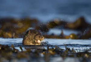 European river otter (Lutra lutra) swimming in the sea, Isle of Mull, Inner Hebrides European river otter (Lutra lutra) swimming in the sea, Isle of Mull, Inner Hebrides