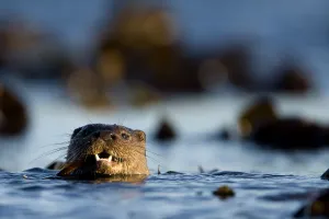 European river otter (Lutra lutra) swimming in the sea, Isle of Mull, Inner Hebrides European river otter (Lutra lutra) swimming in the sea, Isle of Mull, Inner Hebrides