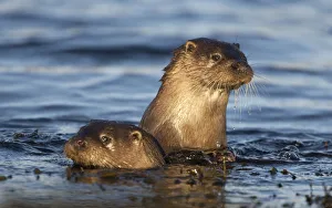 Two European river otters (Lutra lutra) swimming in shallow water, Isle of Mull, Inner Hebrides Two European river otters (Lutra lutra) swimming in shallow water, Isle of Mull, Inner Hebrides