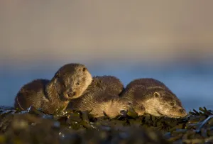 Three European river otters (Lutra lutra) resting amongst seaweed, Isle of Mull, Inner Hebrides Three European river otters (Lutra lutra) resting amongst seaweed, Isle of Mull, Inner Hebrides