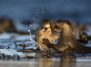 Two European river otters (Lutra lutra) fighting over a fish, Isle of Mull, Inner Hebrides Two European river otters (Lutra lutra) fighting over a fish, Isle of Mull, Inner Hebrides
