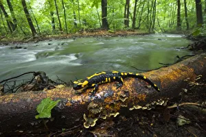 European salamander (Salamandra salamandra) on tree trunk beside river, Male Morske Oko Reserve European salamander (Salamandra salamandra) on tree trunk beside river, Male Morske Oko Reserve