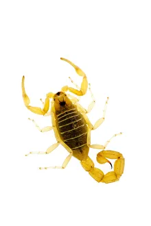European scorpion {Buthus occitanus} Spain European scorpion {Buthus occitanus} Spain