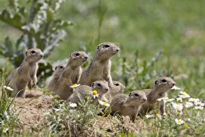 European souslik family {Spermophilus citellus} East Slovakia, 2008. WWE Mission European souslik family {Spermophilus citellus} East Slovakia, 2008. WWE Mission